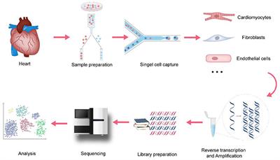 Advances in application of single-cell RNA sequencing in cardiovascular research